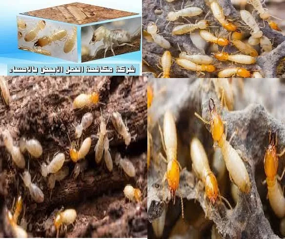 شركة مكافحة النمل الابيض ورش الدفان بالدمام